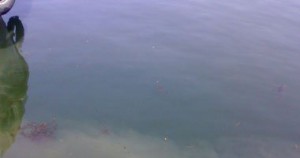 بقعة-زيت-أرشيفية